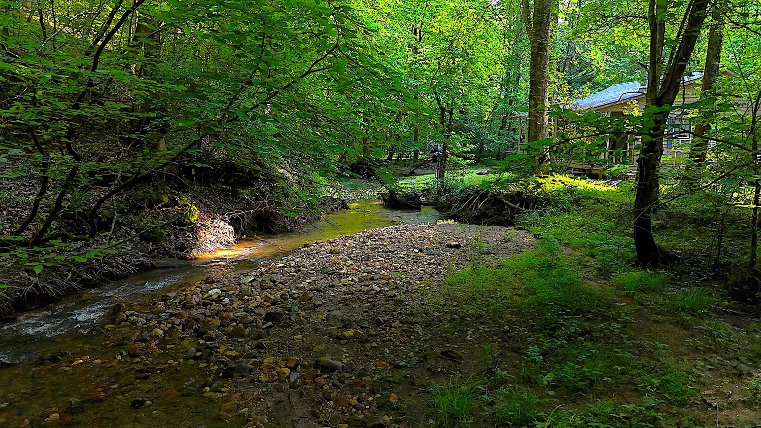 a view of a lush green forest