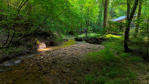 a view of a lush green forest