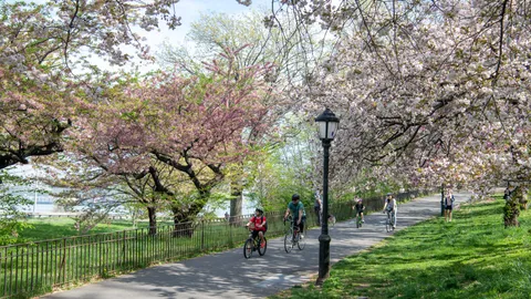 a view of a park with large trees