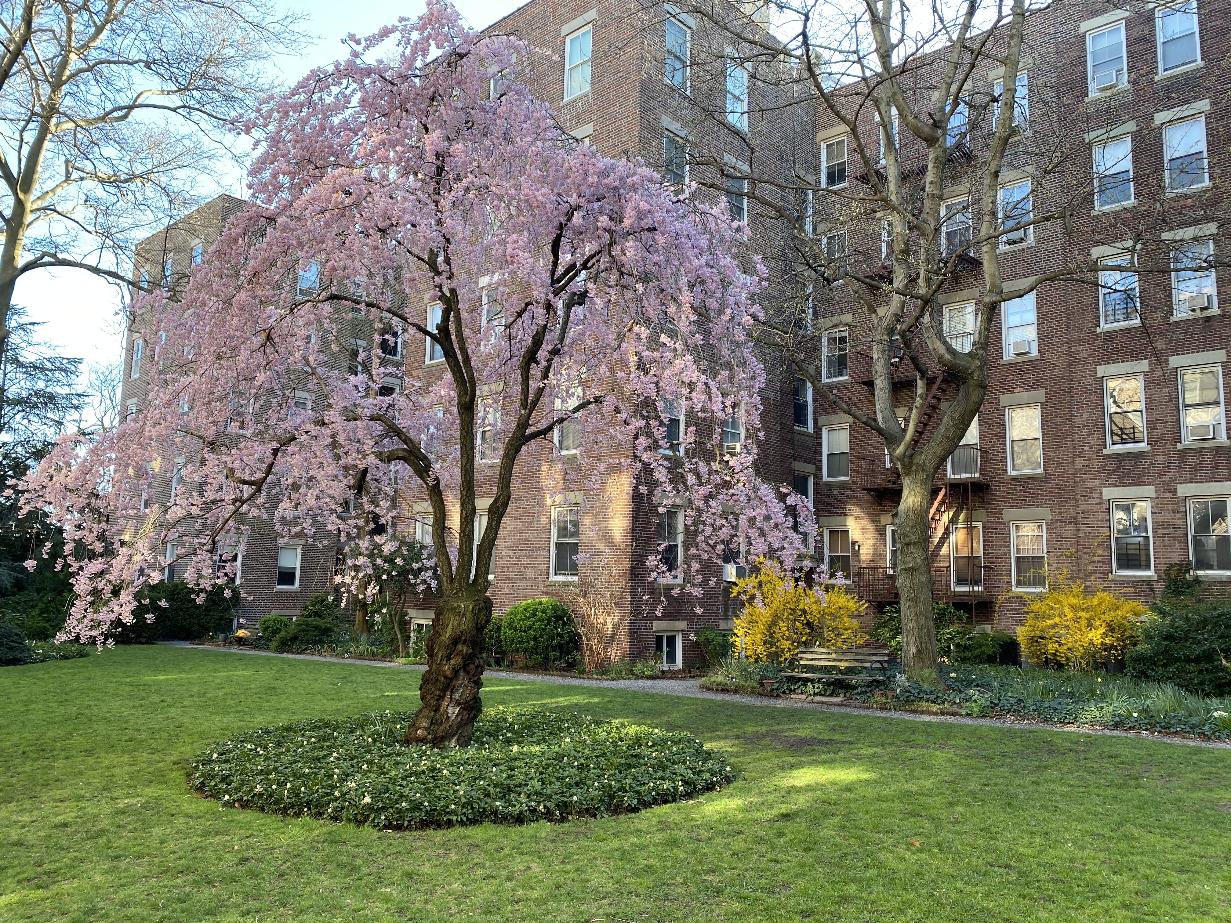35-16 79th Street, Unit 1 Queens, NY 11372 - Photo 13 of 14 a garden with trees