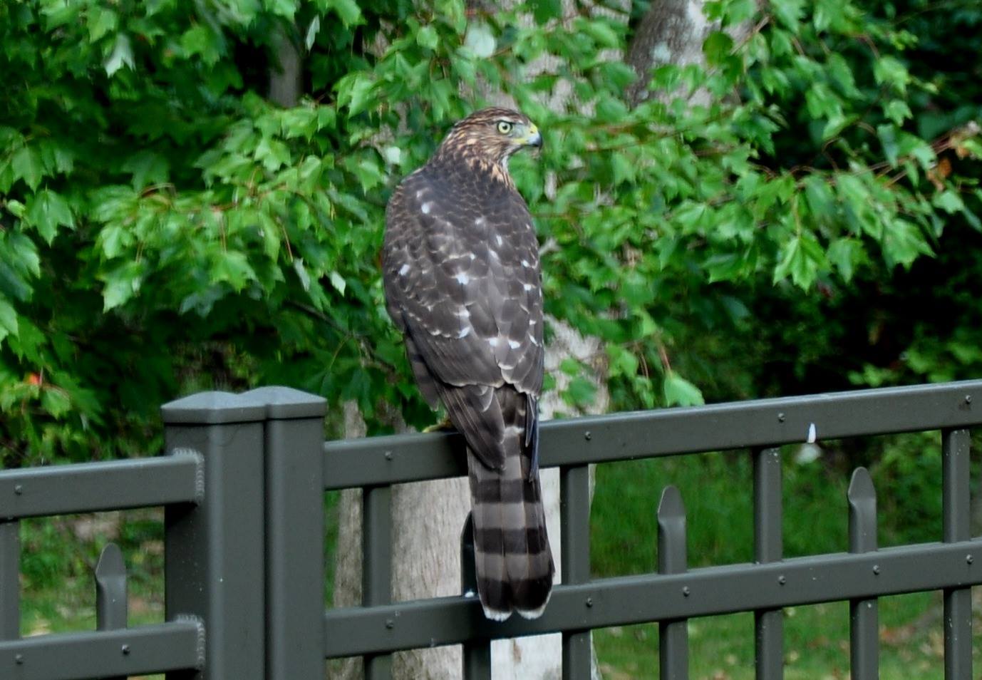 431 Sycamore Mills Road Media, PA 19063 - Photo 48 of 56