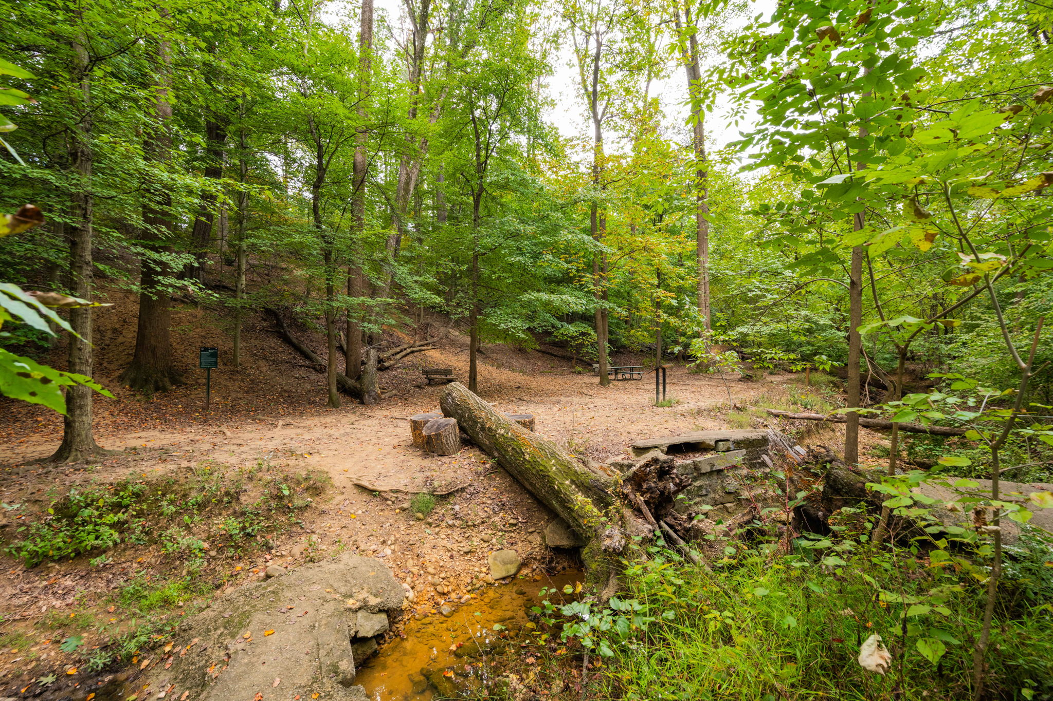 3104 Russell Road Alexandria, VA 22305 - Photo 56 of 62 a view of a yard with plants and trees