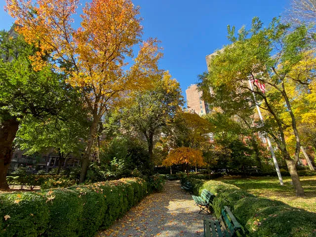 a view of a park with large trees