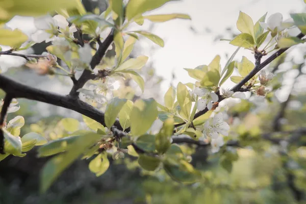 $699,000 | 520 Redwood Road, Whitethorn, CA 95589