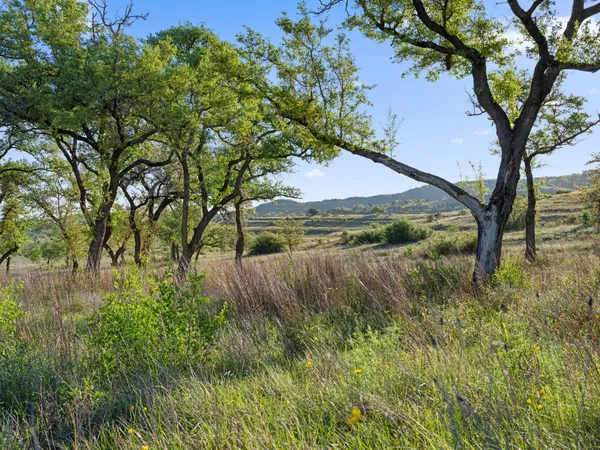 a view of a garden with a tree
