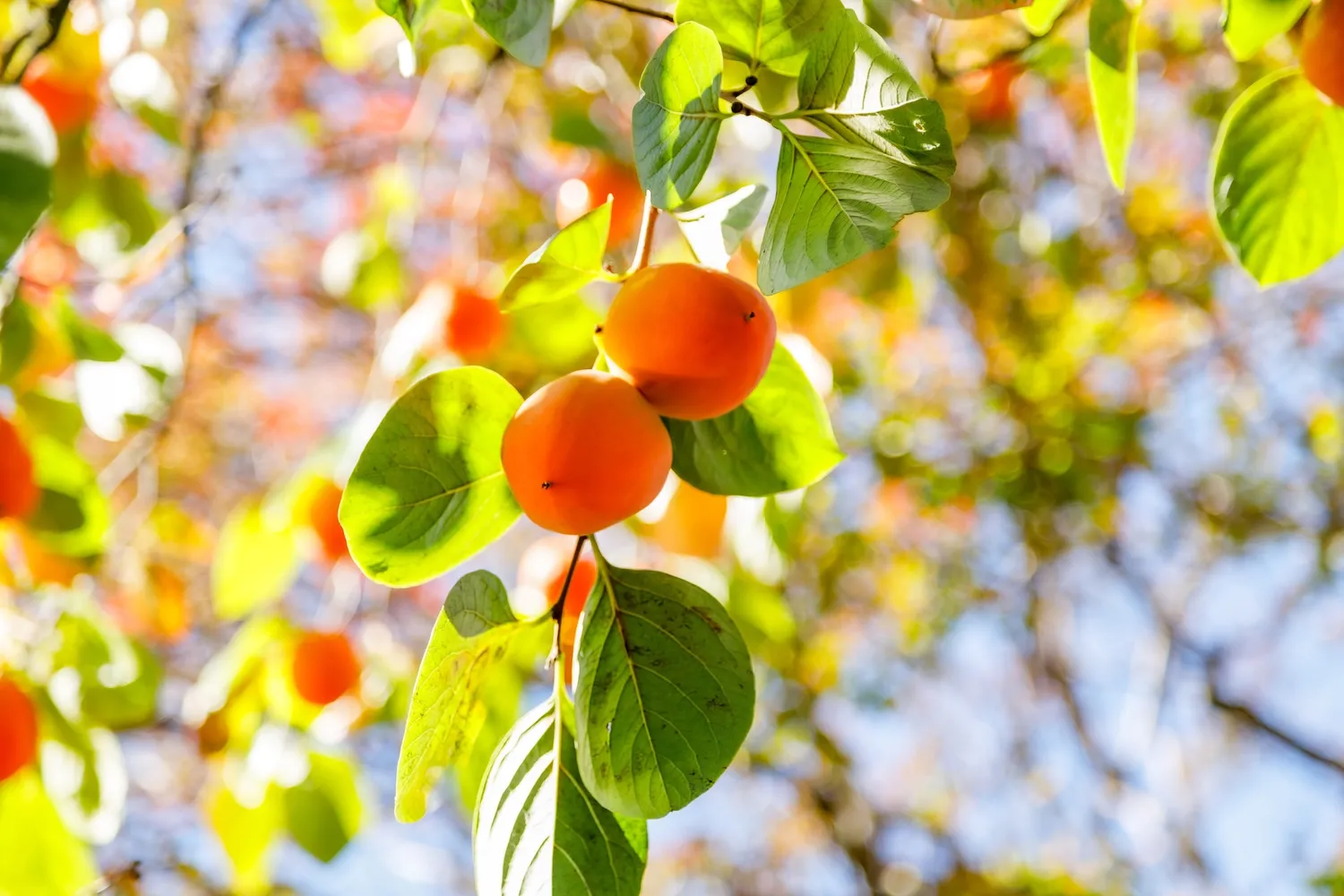 a view of a tree with a yard