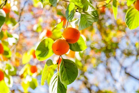 $599,900 | 1203 Glenn Street, Santa Rosa, CA 95401