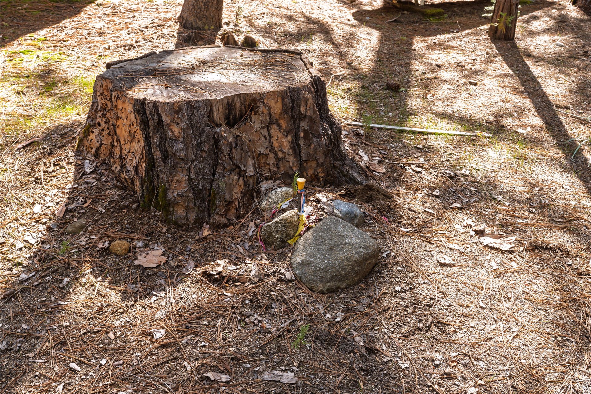 0 Koon Hollar Wawona, CA 95389 - Photo 11 of 31 a view of a backyard of the house