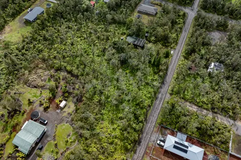 a view of a forest with a tree