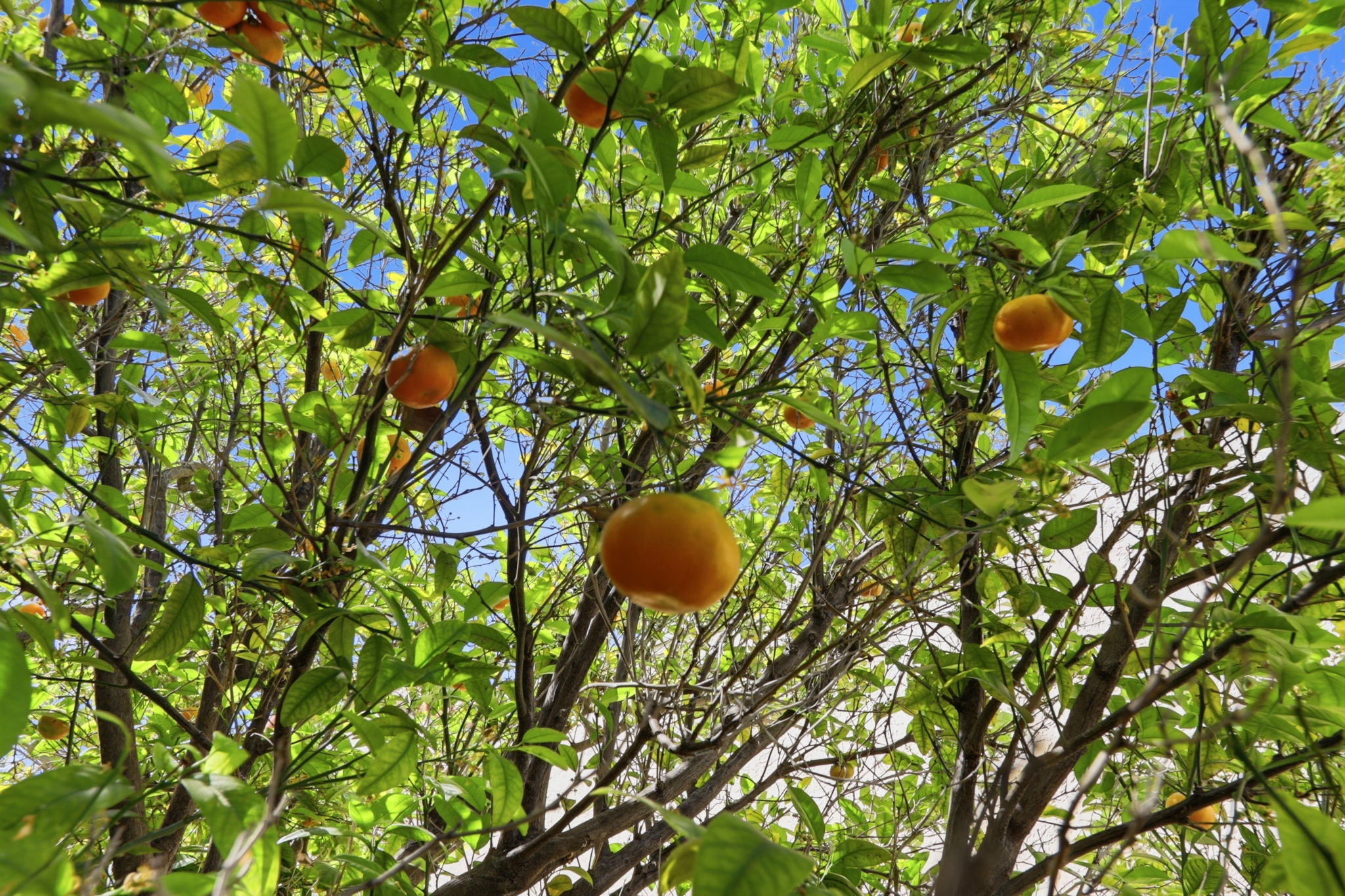 40930 Rioja Court Fremont, CA 94539 - Photo 54 of 56