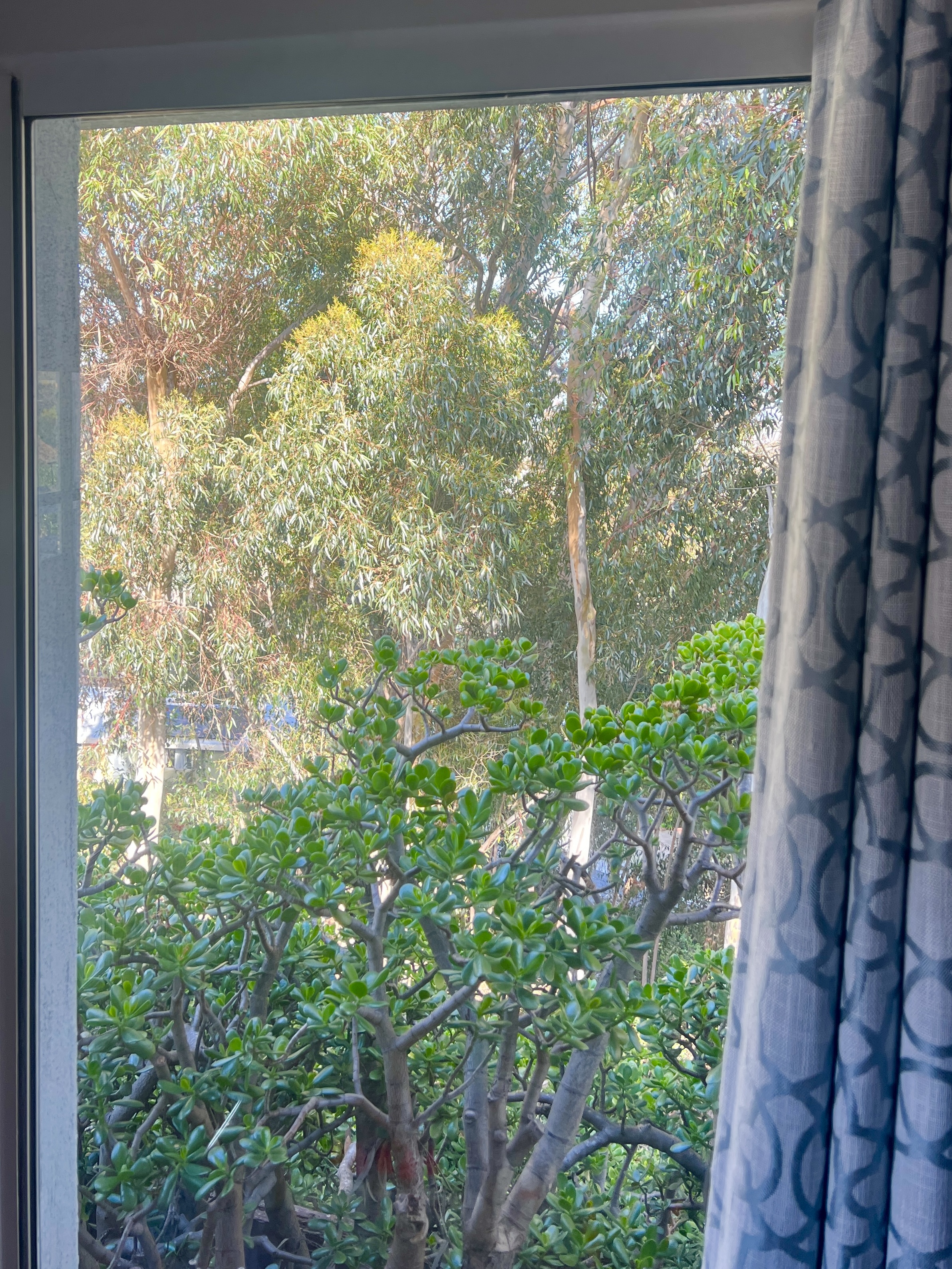 534 Hoover Street Oceanside, CA 92054 - Photo 31 of 31 a close up of a plant in a garden