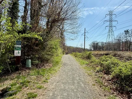a view of a yard with plants and large trees