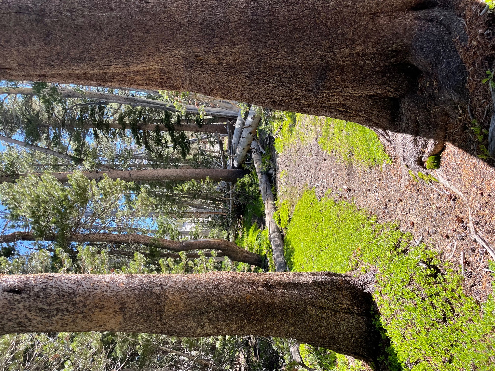 0 Koon Hollar Wawona, CA 95389 - Photo 23 of 31 a view of a yard with plants