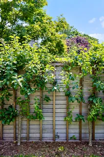a pathway of a garden