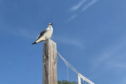 $585,000 | 1523 84th Street Northwest, Bradenton, FL 34209