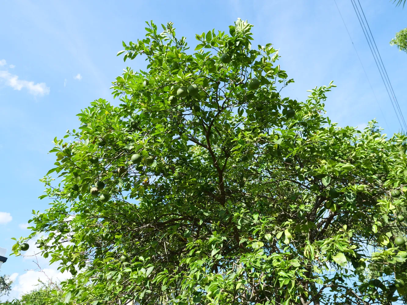 $1,350,000 | 142 Northwest 47th Terrace, Miami, FL 33127