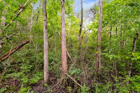 a plant view in yard