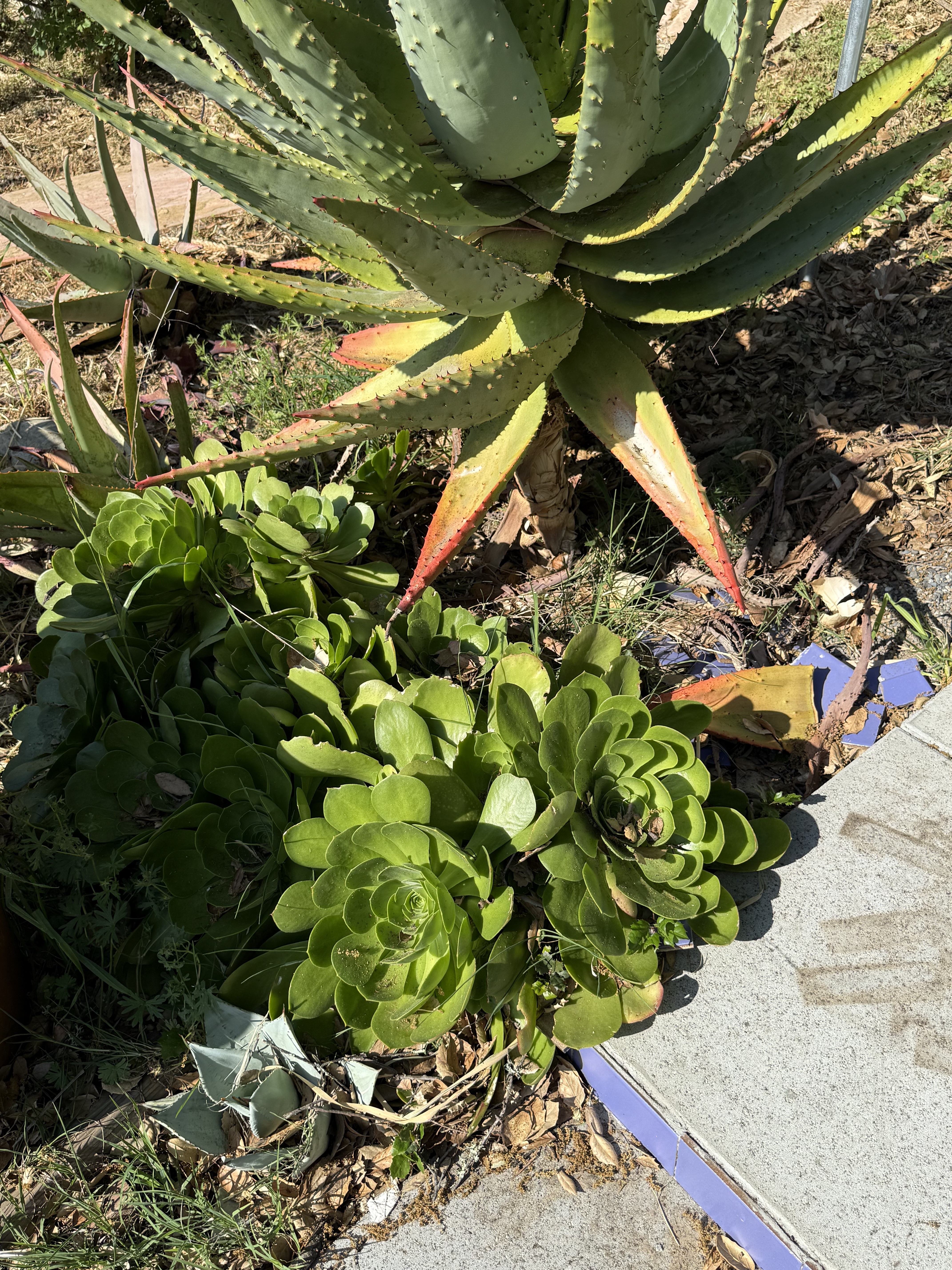 1325 Wilson Road Cloverdale, CA 95425 - Photo 14 of 29 a backyard of a house
