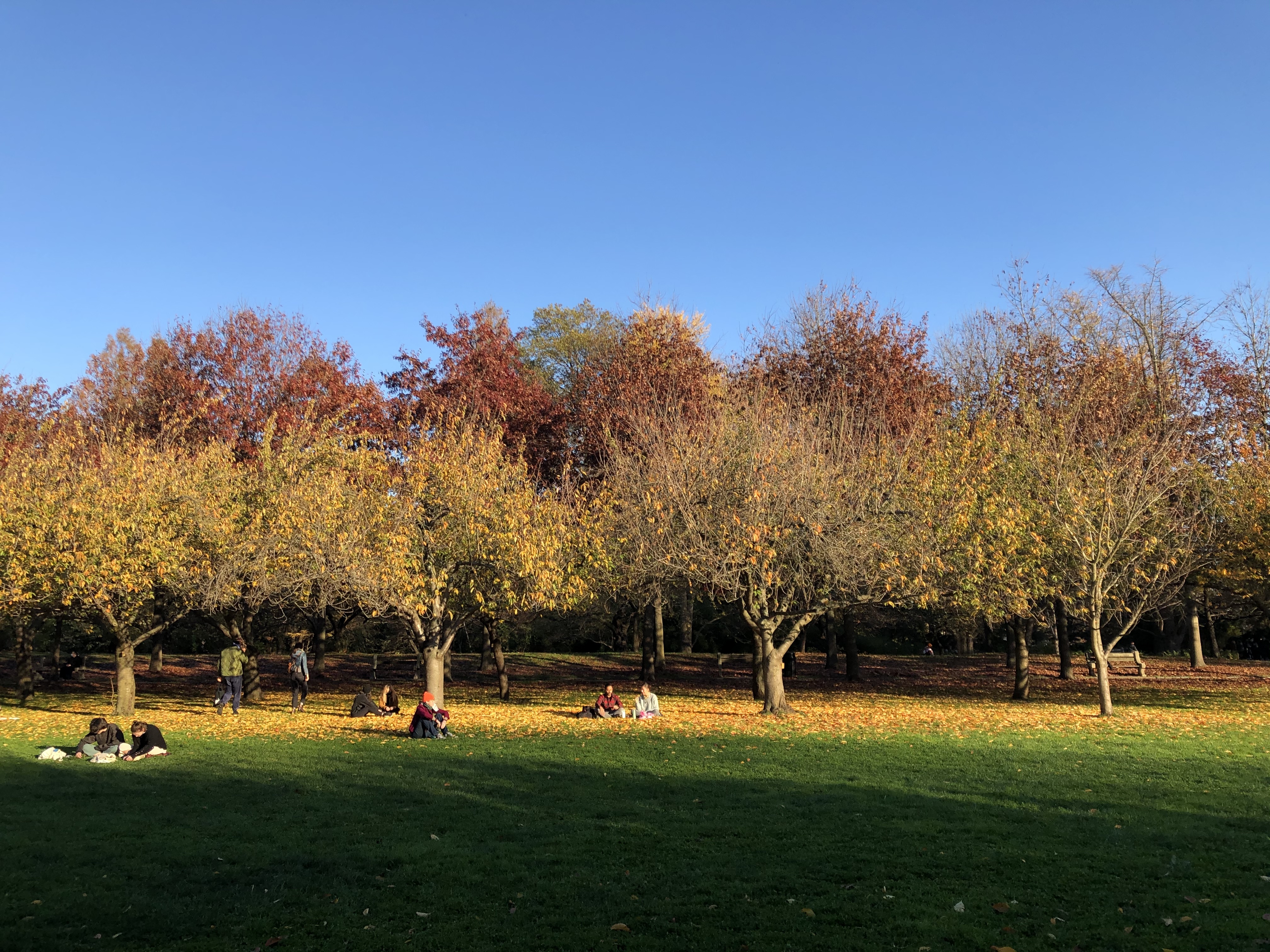 231 Park Place, Unit 12 Brooklyn, NY 11238 - Photo 17 of 18 a swimming pool with lots of trees in the background