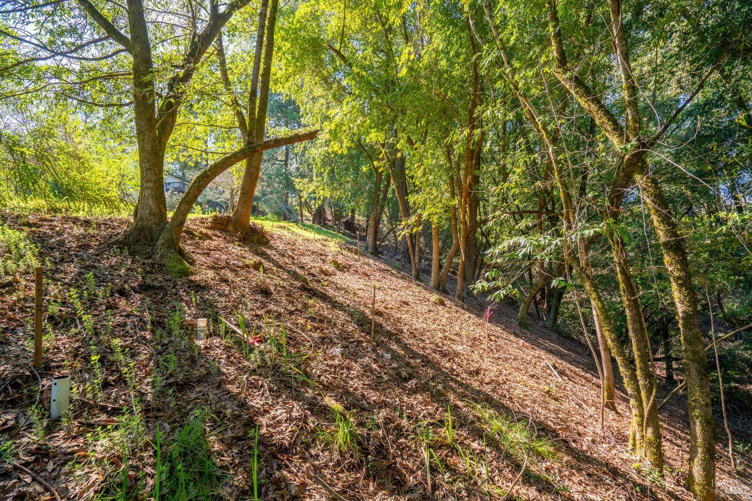 10608 Canyon Road Forestville, CA 95436 - Photo 5 of 12