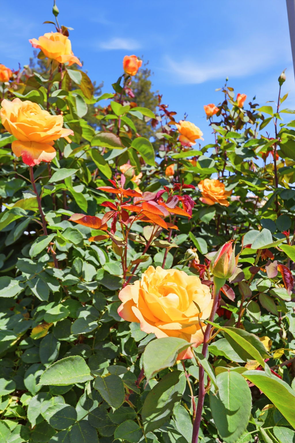 40930 Rioja Court Fremont, CA 94539 - Photo 16 of 56