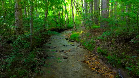 a view of a lush green space