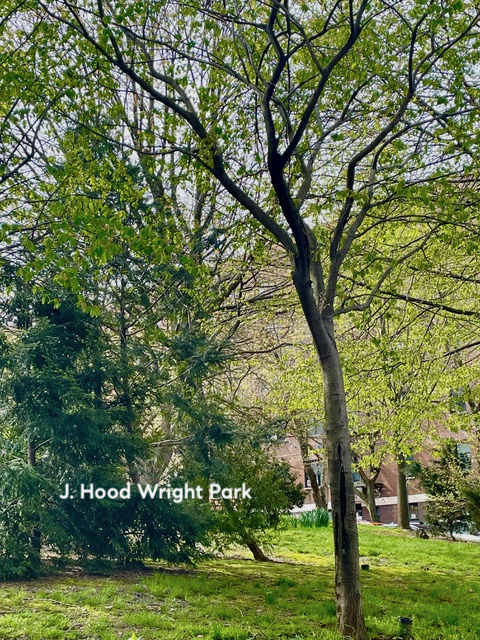 720 West 173rd Street, Unit 59 Manhattan, NY 10032 - Photo 10 of 11 a view of a yard with large trees