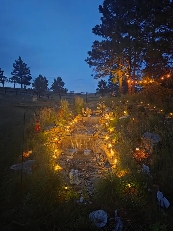 a view of a dry yard with wooden fence and large trees