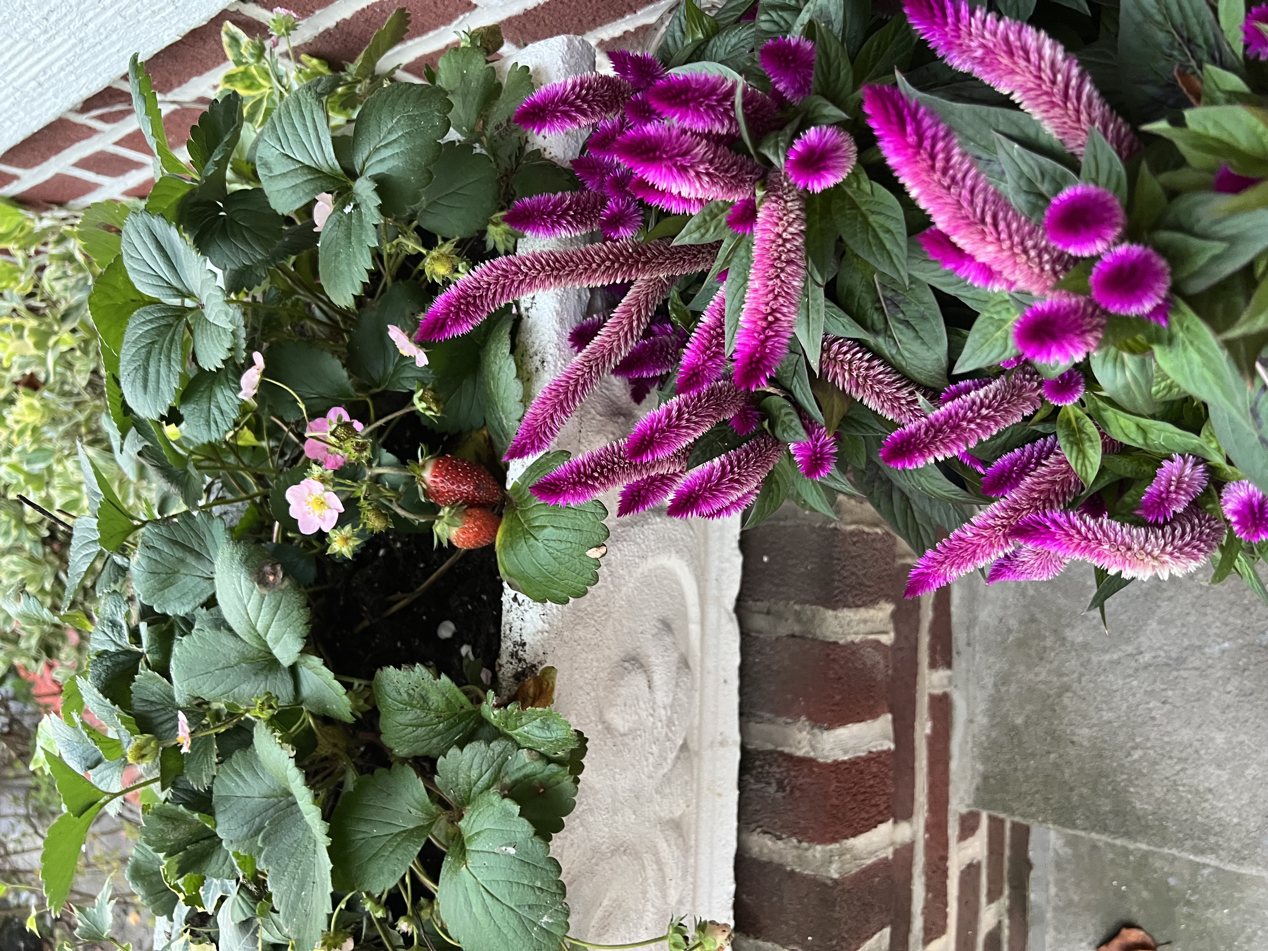 181 Terrace Place Brooklyn, NY 11218 - Photo 20 of 22 a view of a flower