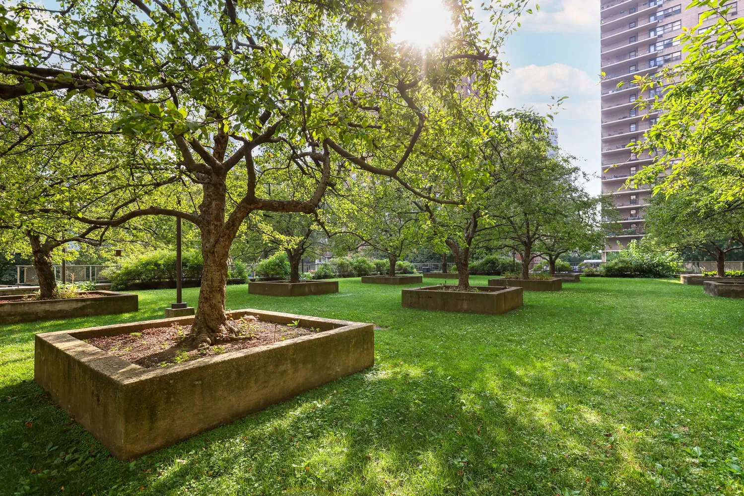 a view of a garden with trees