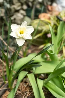 a close up of a white flower in a garden
