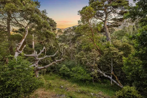 a view of a forest