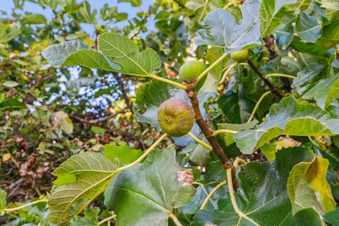 $848,000 | 3412 Magnolia Street, Oakland, CA 94608