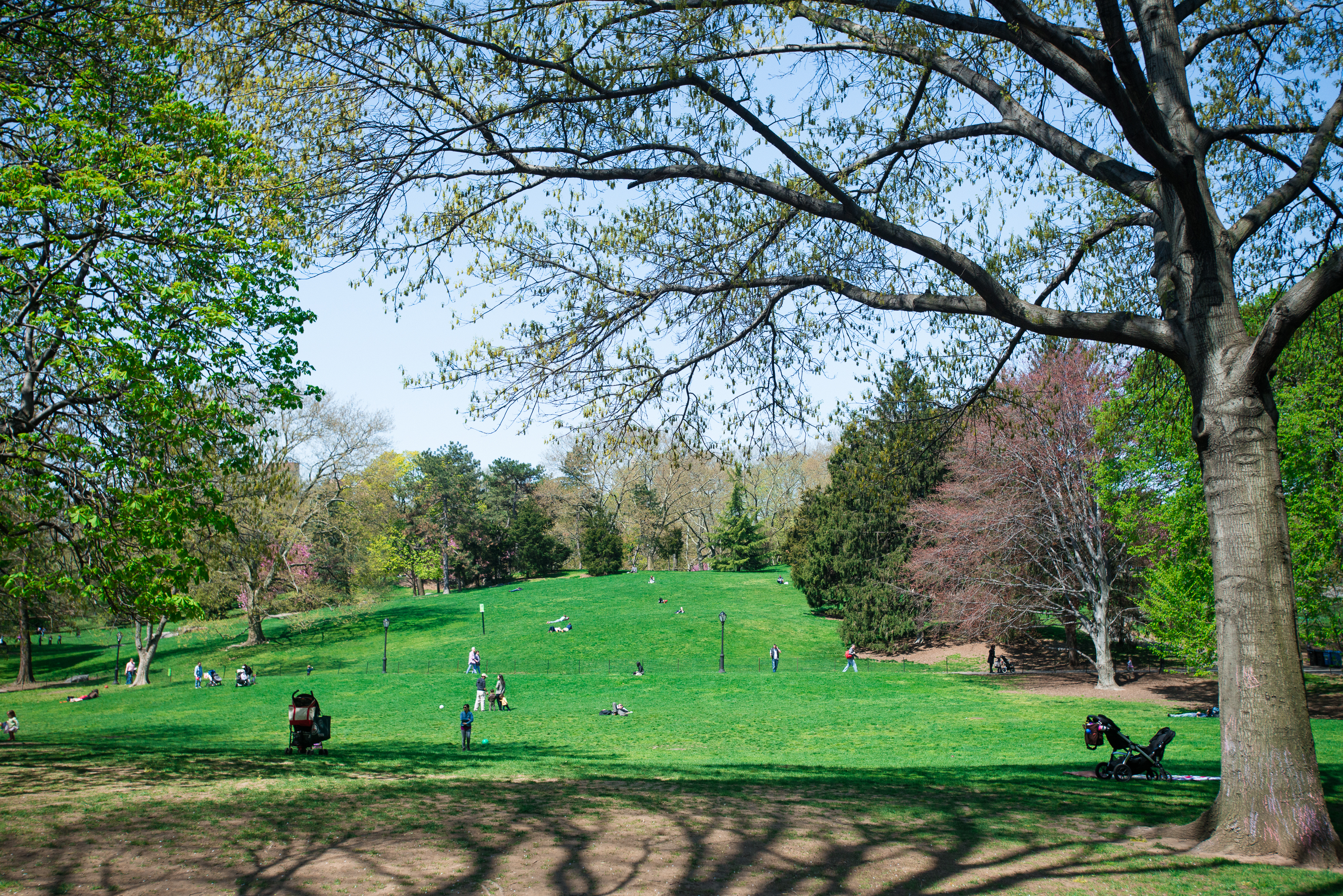 100 West 93rd Street, Unit 10D Manhattan, NY 10025 - Photo 7 of 9 a view of a golf course with a tree