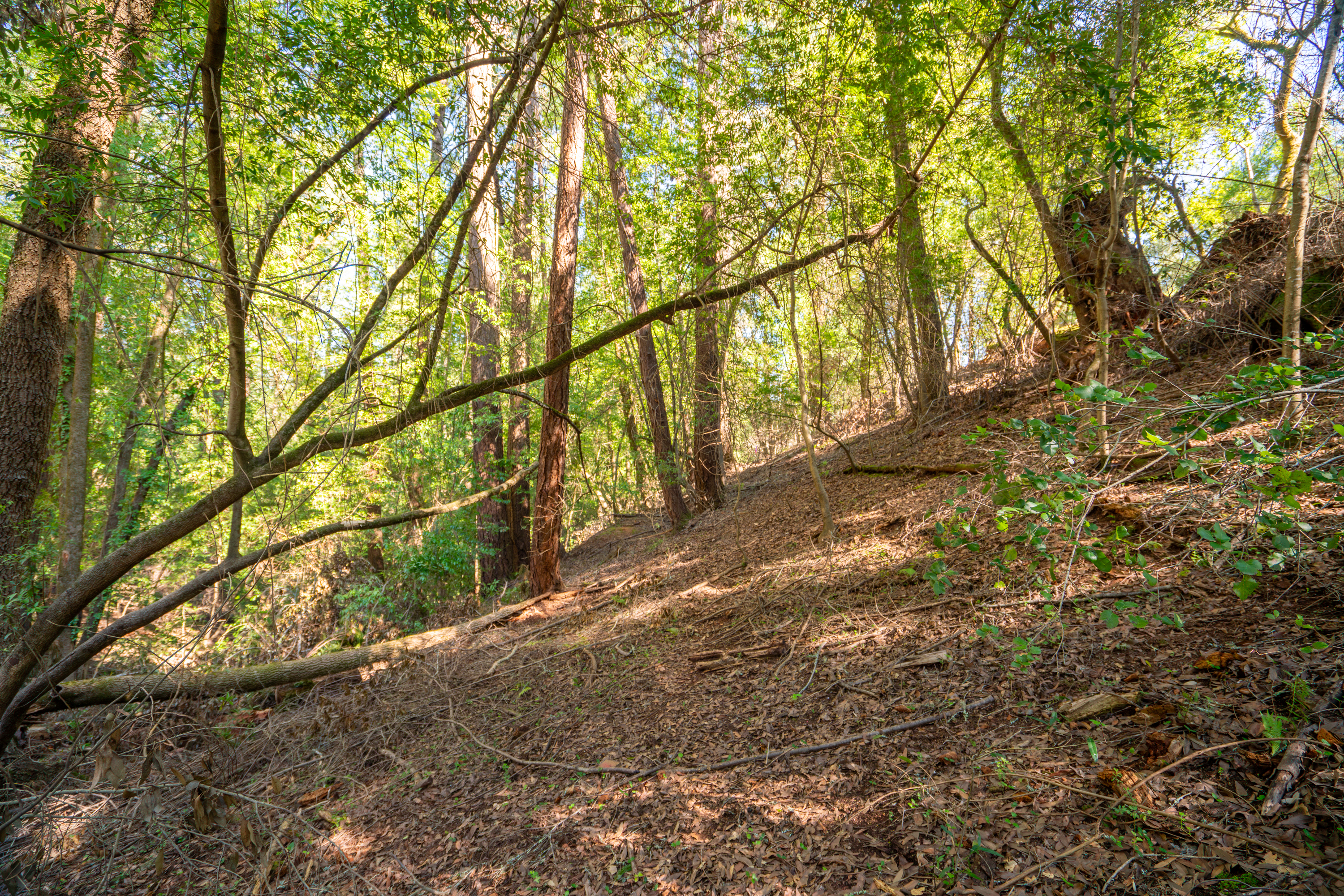 10612 Canyon Road Forestville, CA 95436 - Photo 14 of 15 a backyard of a house with a trees