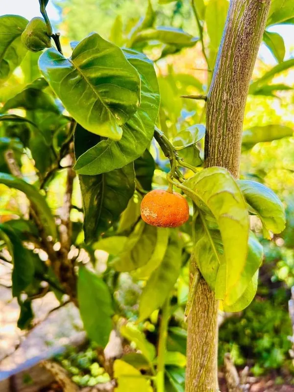 $699,000 | 520 Redwood Road, Whitethorn, CA 95589