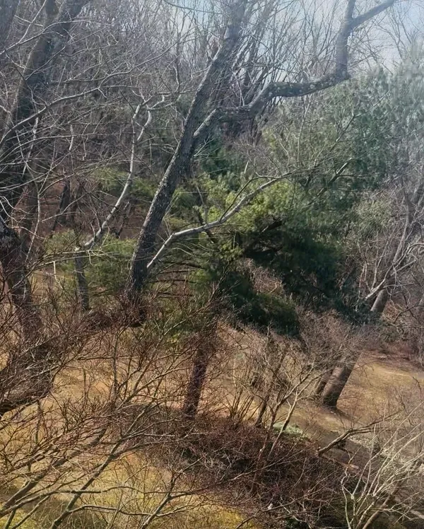 a view of a forest with a tree