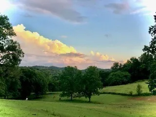 a view of a big yard with a large tree