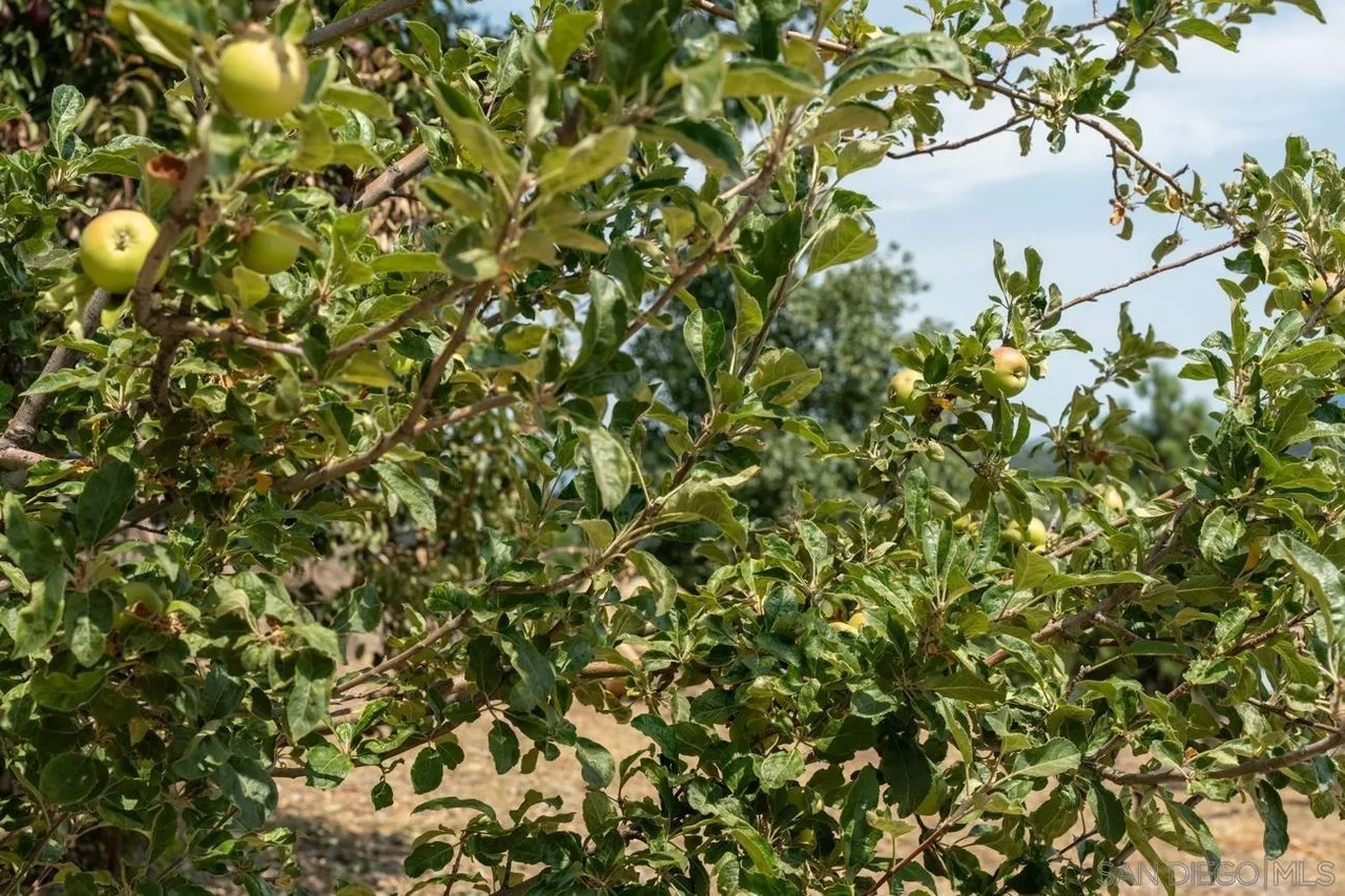 16690 Iron Springs Road Julian, CA 92036 - Photo 13 of 69