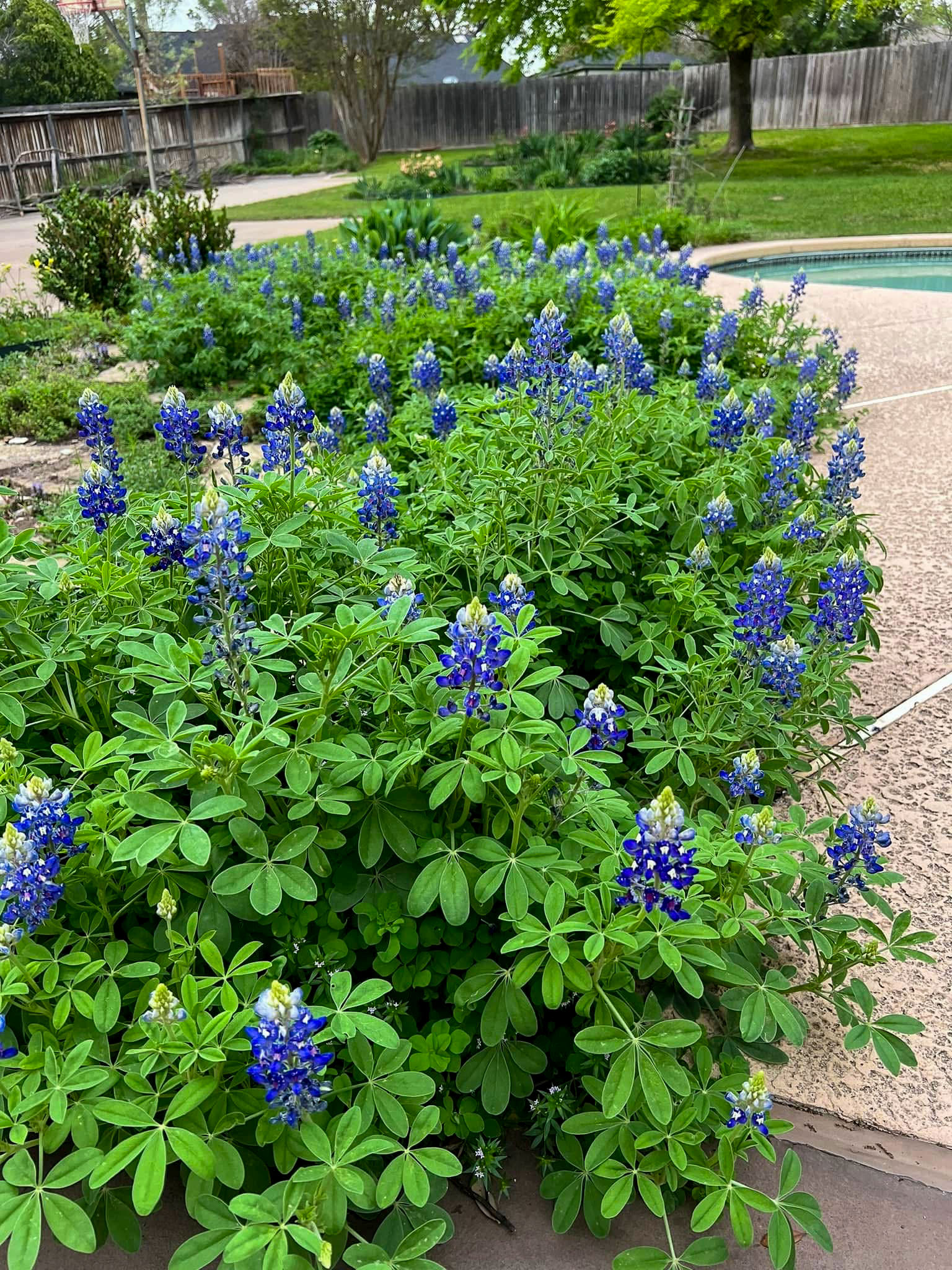 7208 Tamarack Road Fort Worth, TX 76116 - Photo 49 of 54