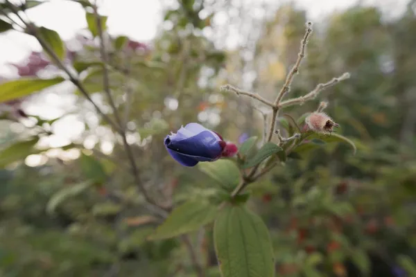 $699,000 | 520 Redwood Road, Whitethorn, CA 95589