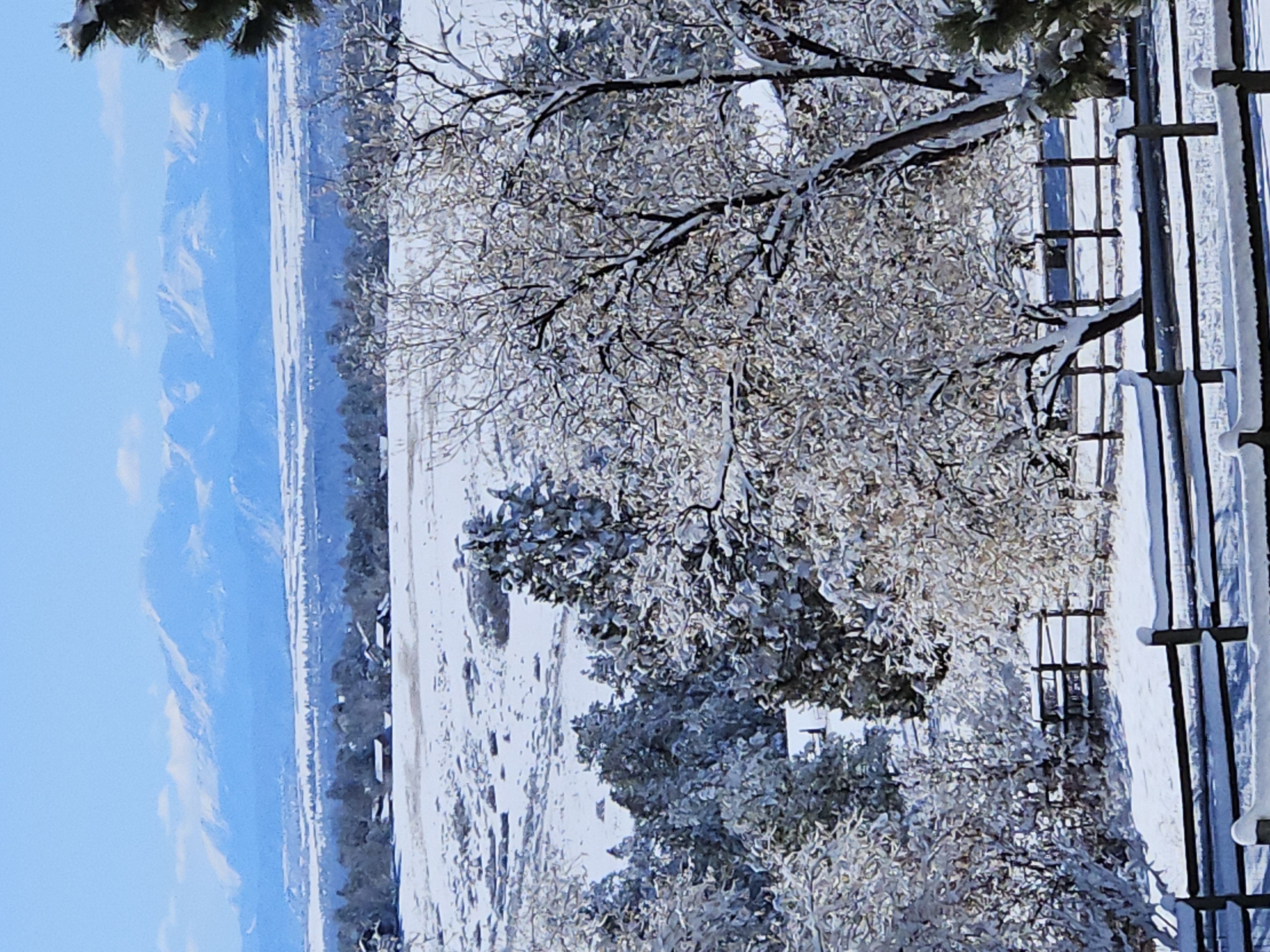 7550 North Village Road Parker, CO 80134 - Photo 7 of 13 a view of a dry yard with wooden fence and large trees
