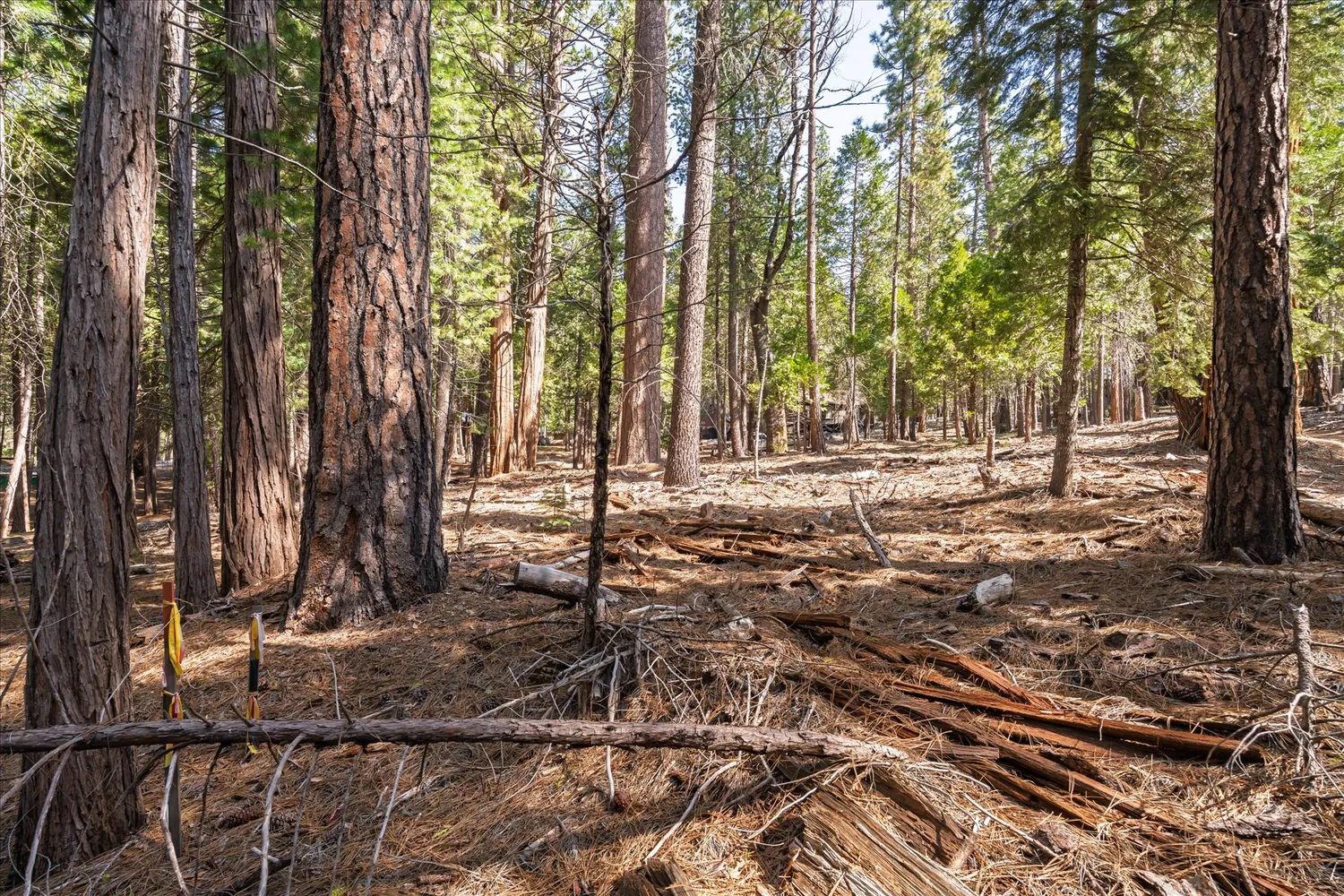 a view of a backyard with trees
