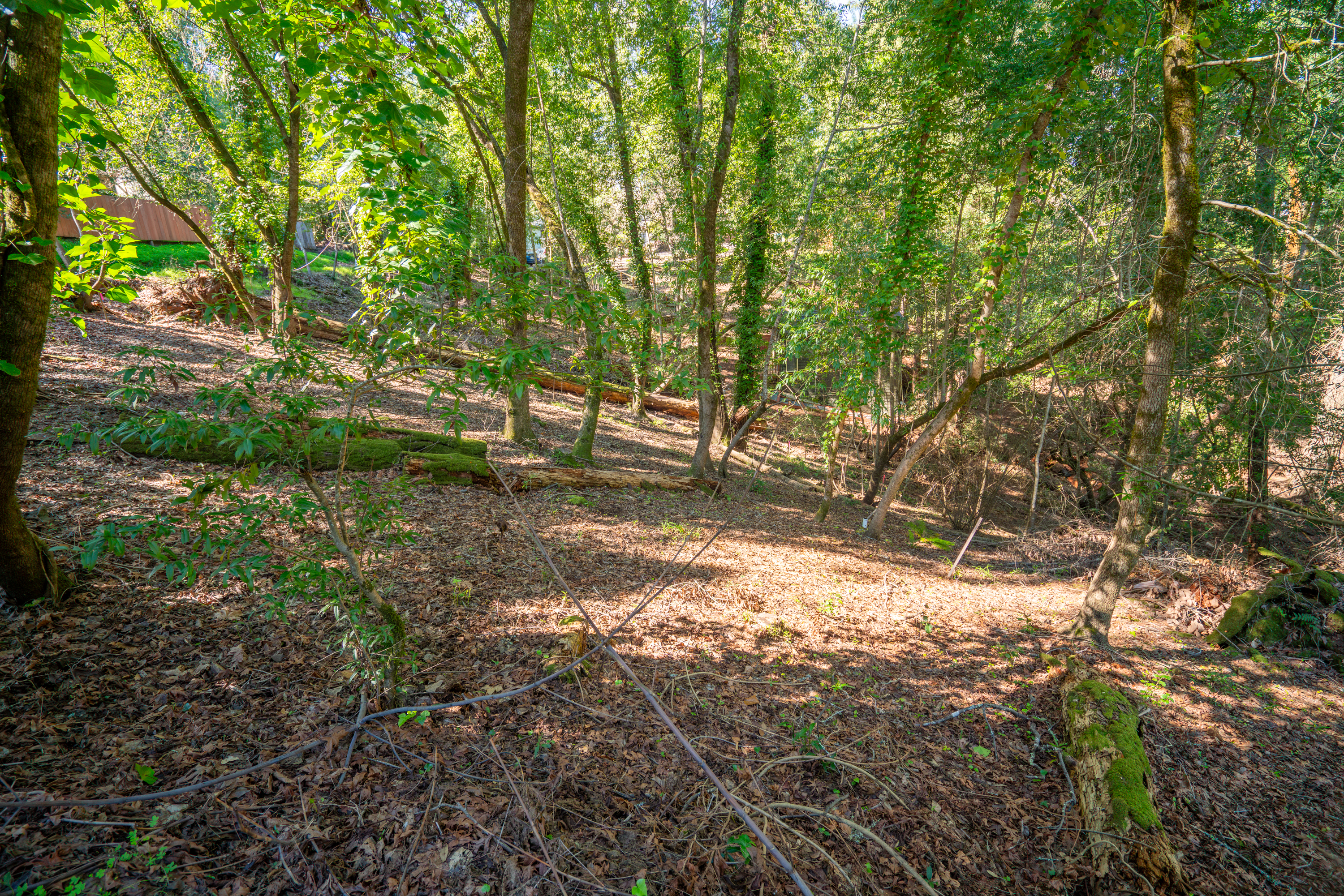 10612 Canyon Road Forestville, CA 95436 - Photo 7 of 15 a backyard of a house with lots of green space