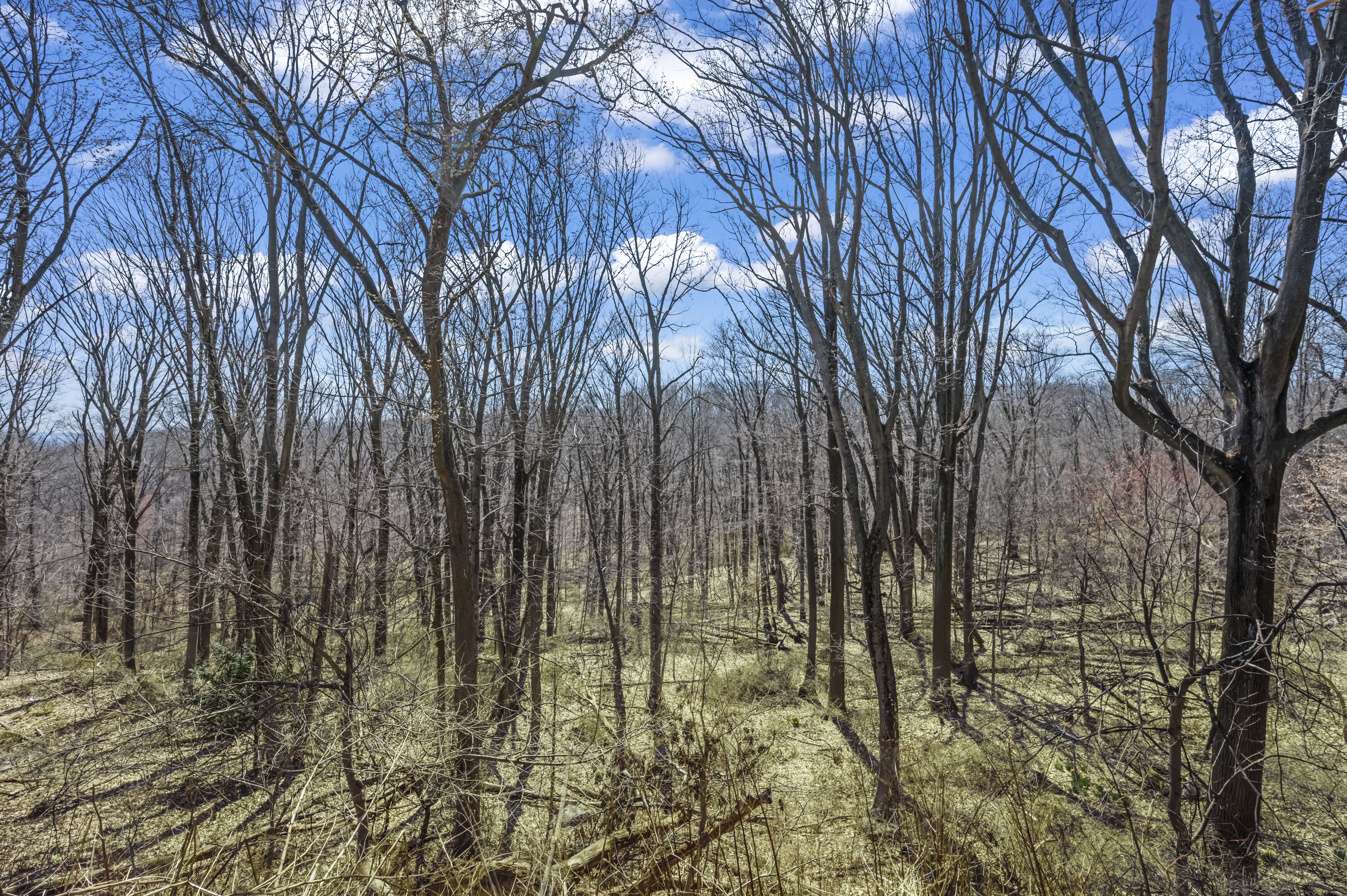 420 Ocean Terrace Staten Island, NY 10301 - Photo 6 of 28 a view of a yard with large trees