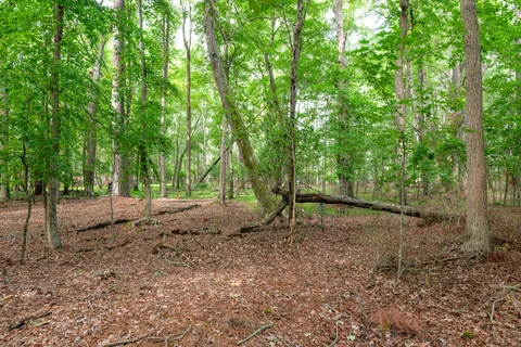 a backyard of a house with large trees