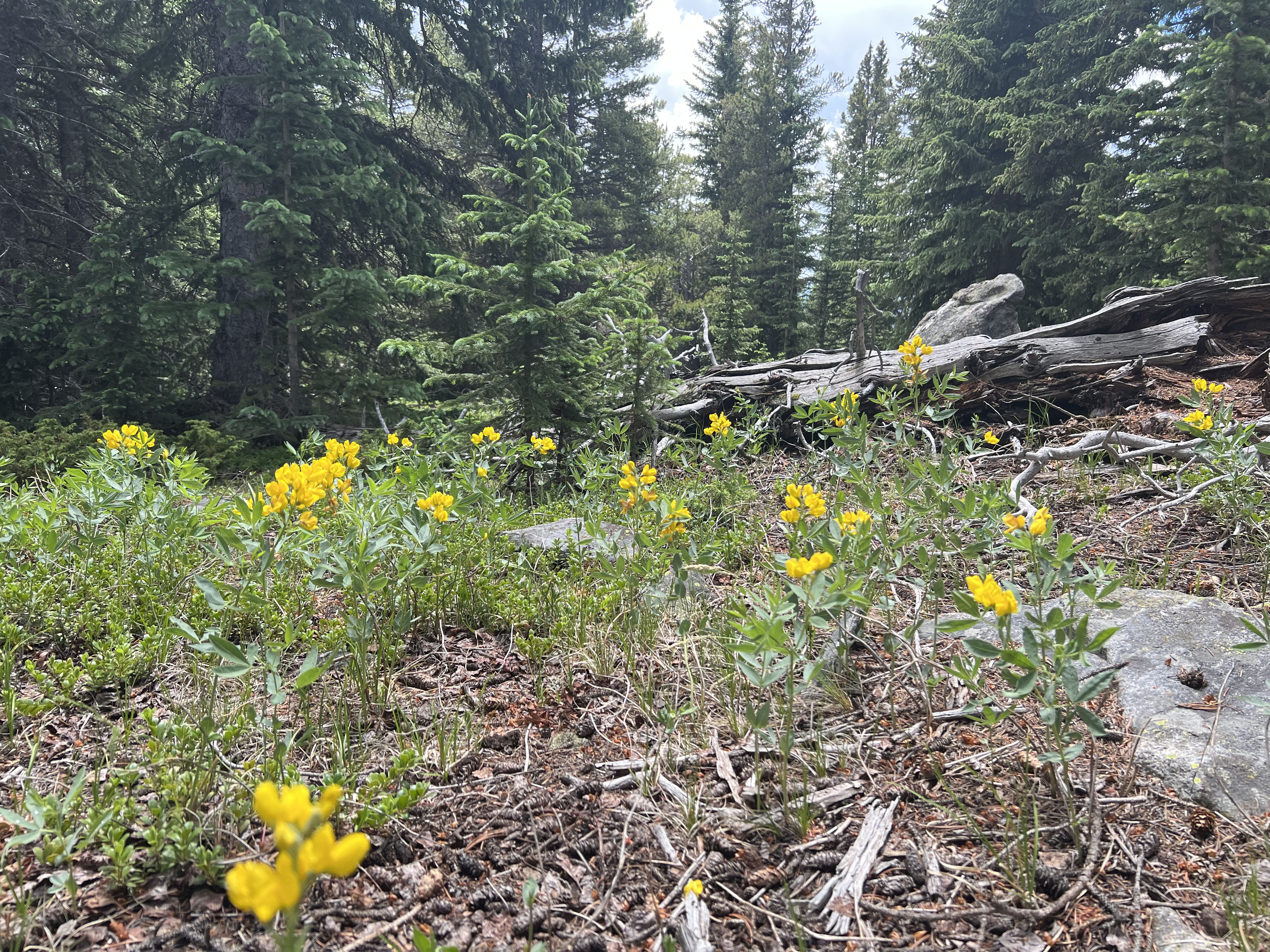 0 South Hidden Wilderness Road Idaho Springs, CO 80452 - Photo 10 of 20