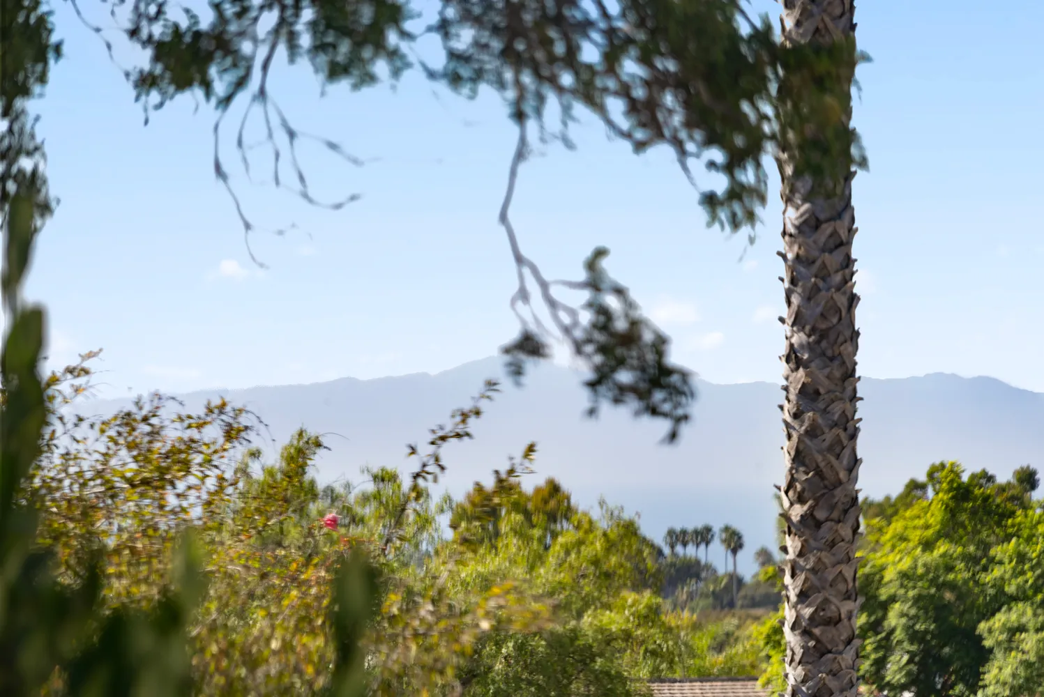 a view of a tree in a yard with a tree