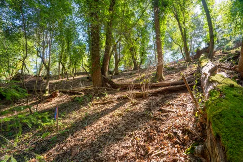 a backyard of a house with a trees