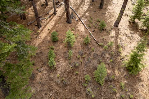 a view of a yard with a tree